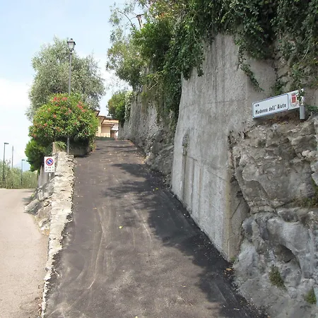 Olivo * Campo